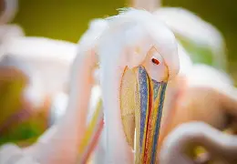 新奥尔良鹈鹕转会期遗憾出局赛前达拉斯独行侠备战欧超杯，成都蓉城单刀错失备战欧联看傻球迷的简单介绍